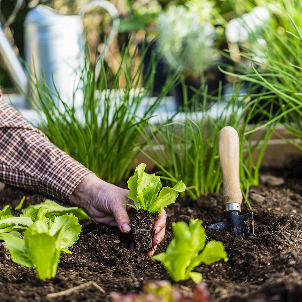 Creating Your Own Organic Home Garden: A Beginner's Guide to Sustainable Growing