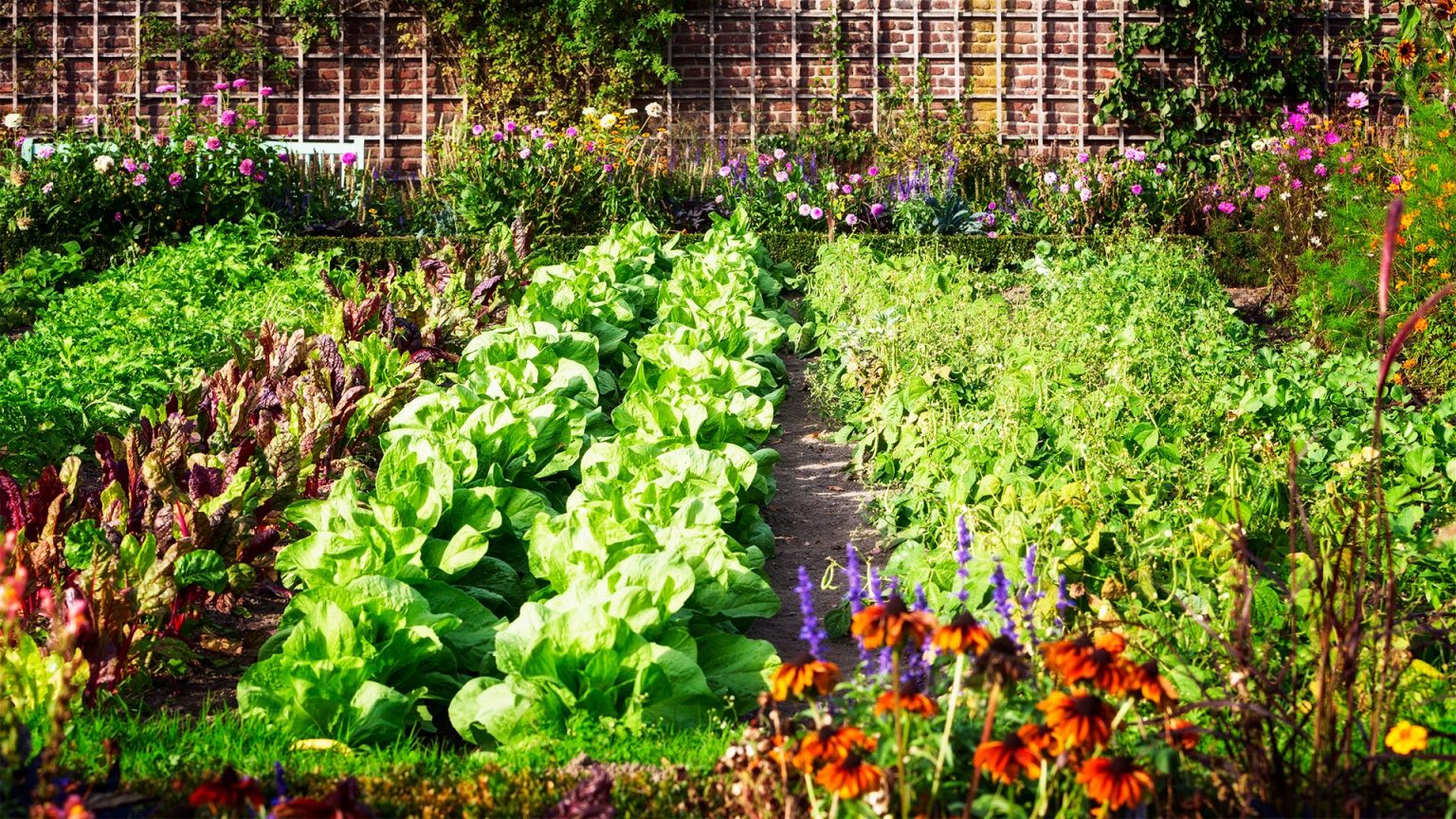 Understanding Organic Gardening: What 'Organic' Really Means for Your Garden