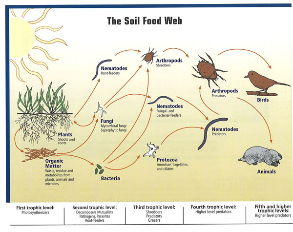 Essential Organisms That Enrich Your Garden Ecosystem