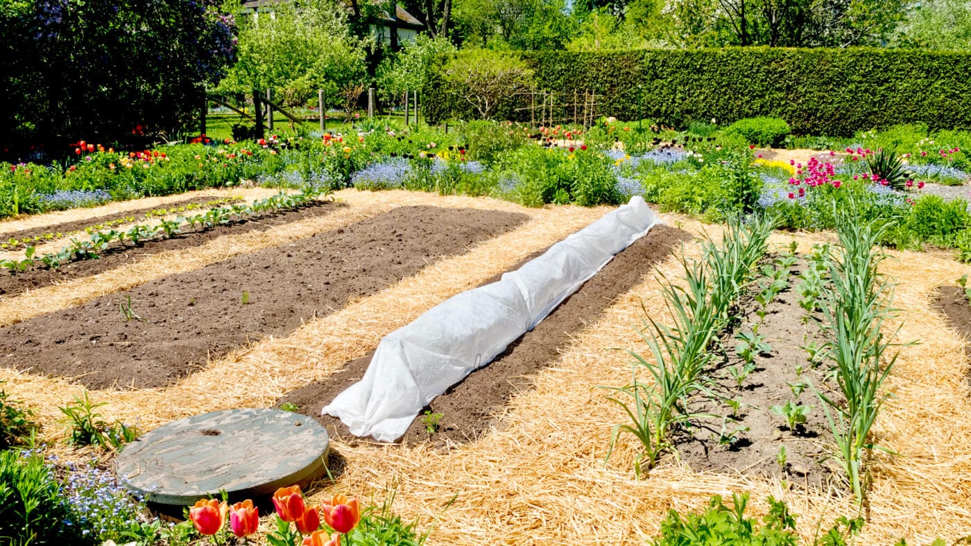 Choosing Safe Mulch Options for Thriving Organic Gardens