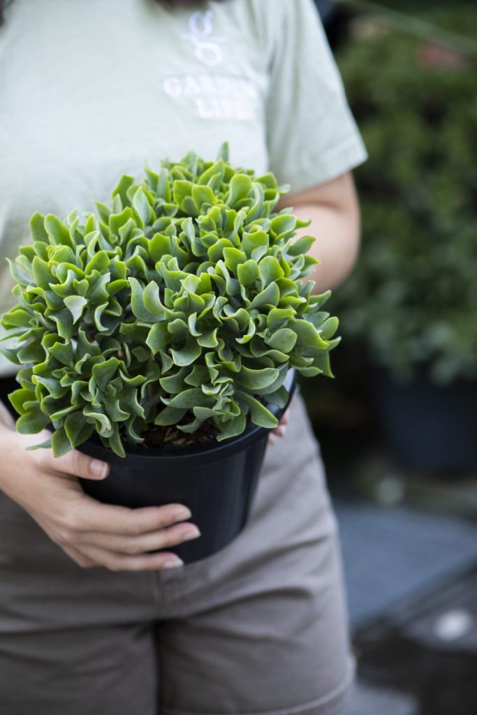 Guide to Crassula Undulatum Max Cook: Care and Growing Tips