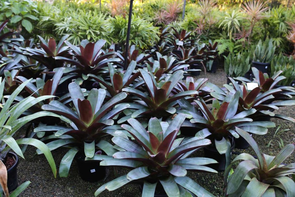 Alcantarea Imperialis Silver Plum: Care Tips & Growing Guide