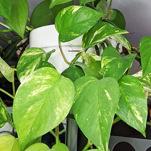 Epipremnum Aureum: Care Tips for Thriving Devil’s Ivy Plants Epipremnum Aureum: Care Tips for Thriving Devil's Ivy Plants