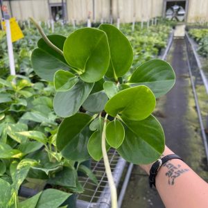 Peperomia Obtusifolia Jade Variegata: Care Tips & Growing Guide